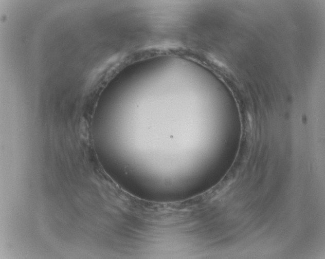 X0000077361398200611171911