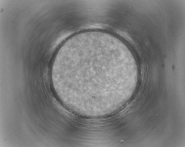 X0000077361404200611171911