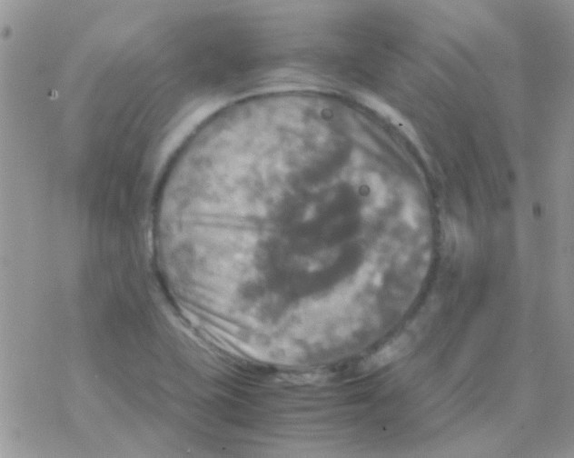 X0000077361415200611171912