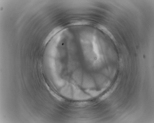 X0000077361425200611171912