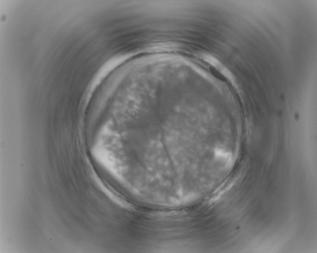 X0000077361429200611171912