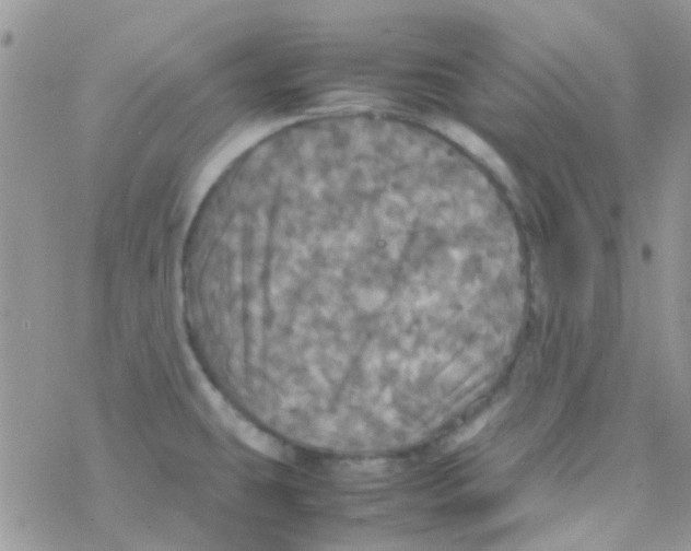 X0000077361431200611171912