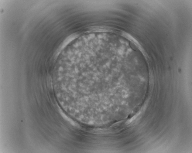 X0000077361433200611171912