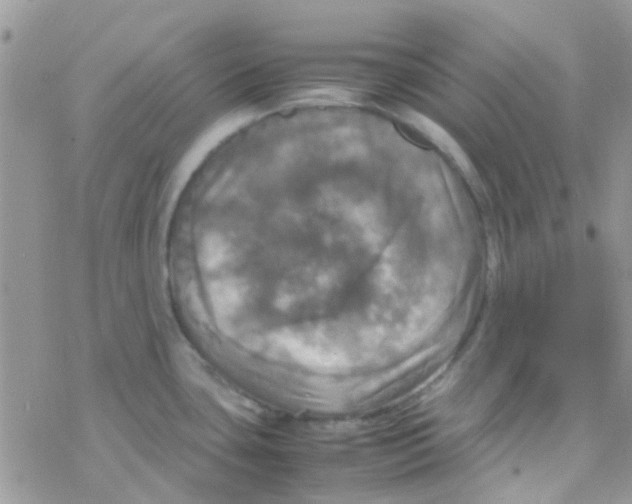 X0000077361435200611171912