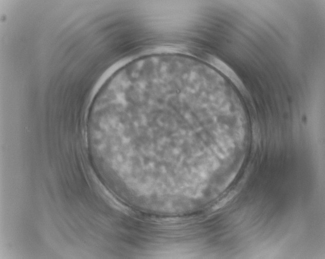 X0000077361436200611171912