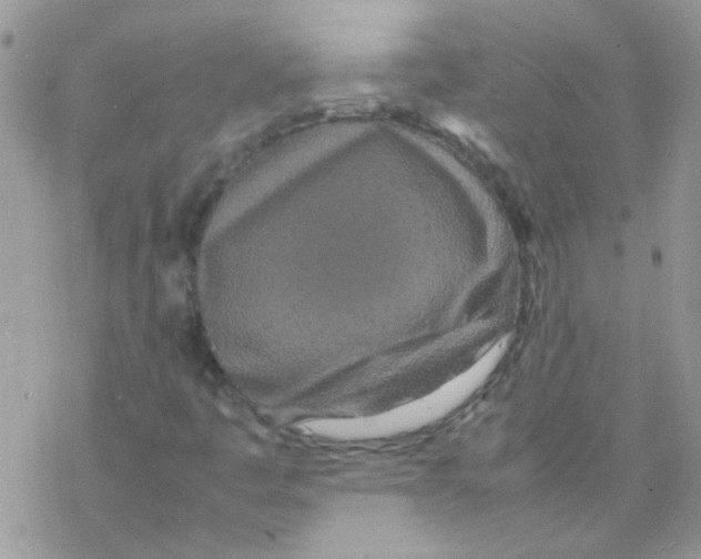 X0000077361445200611171911