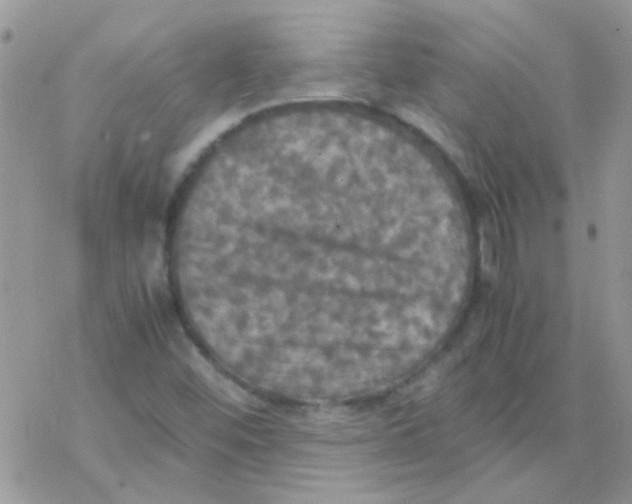 X0000077361452200611171911