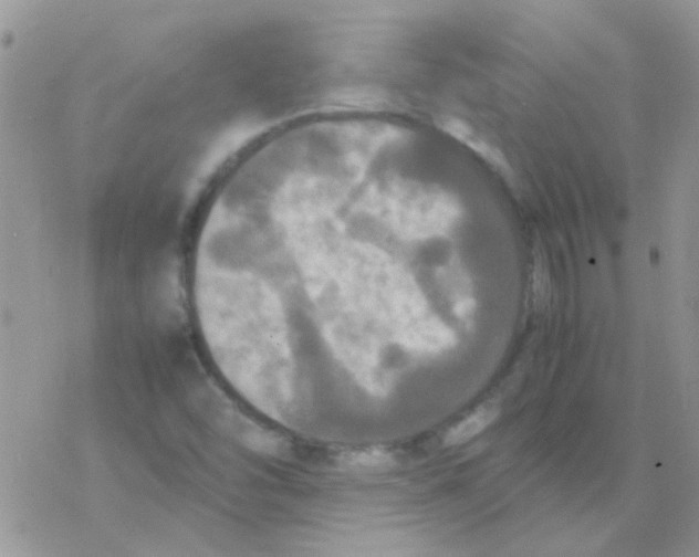 X0000077361454200611171911