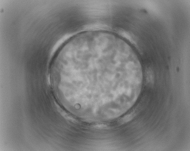 X0000077361462200611171911