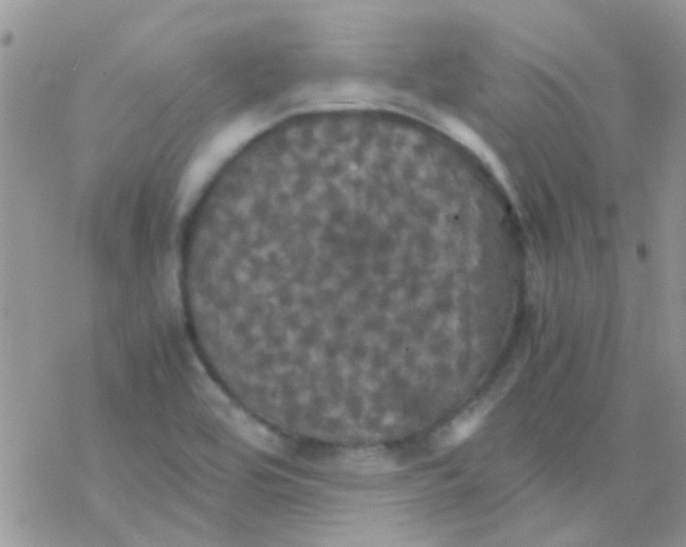 X0000077361464200611171911