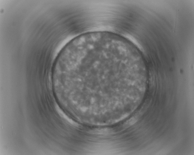 X0000077361468200611171911