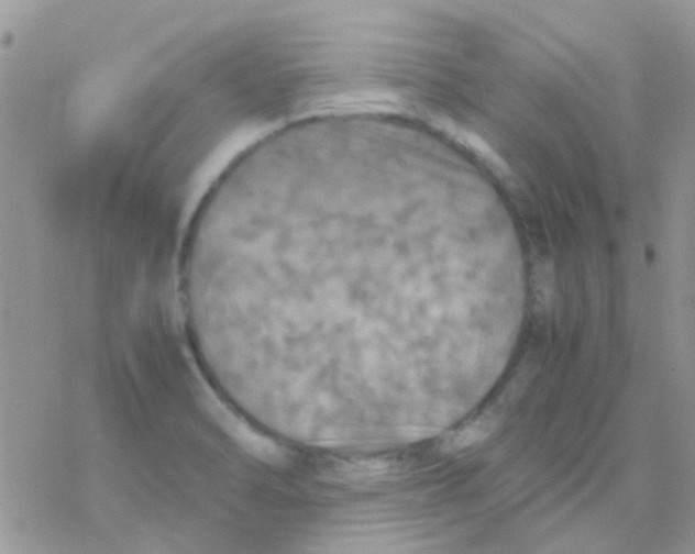 X0000077361470200611171911