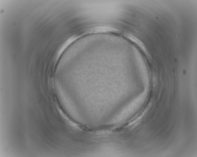 X0000077361473200611171911