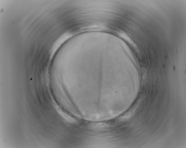 X0000077361474200611171911