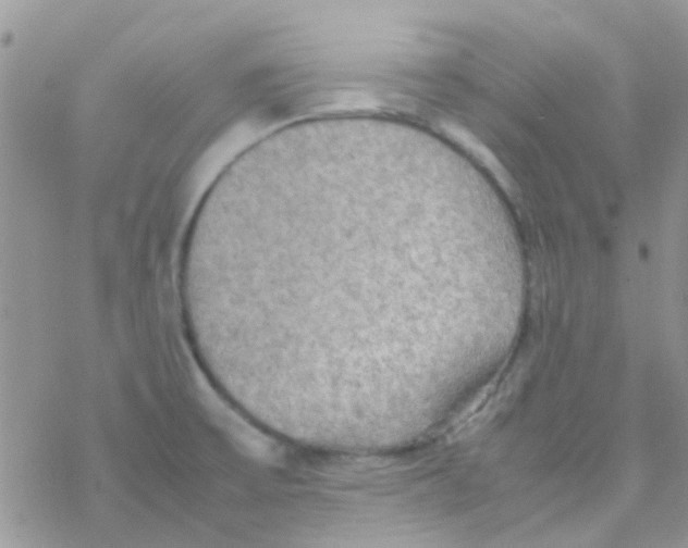 X0000077361475200611171911