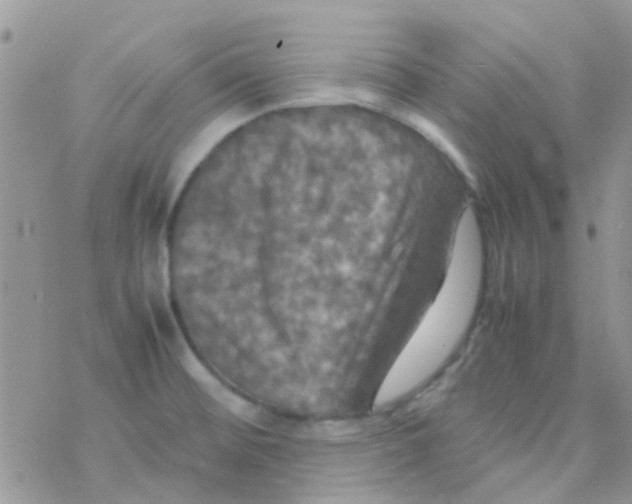 X0000077361476200611171911