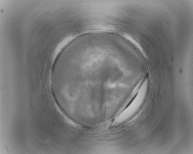 X0000077361477200611171911