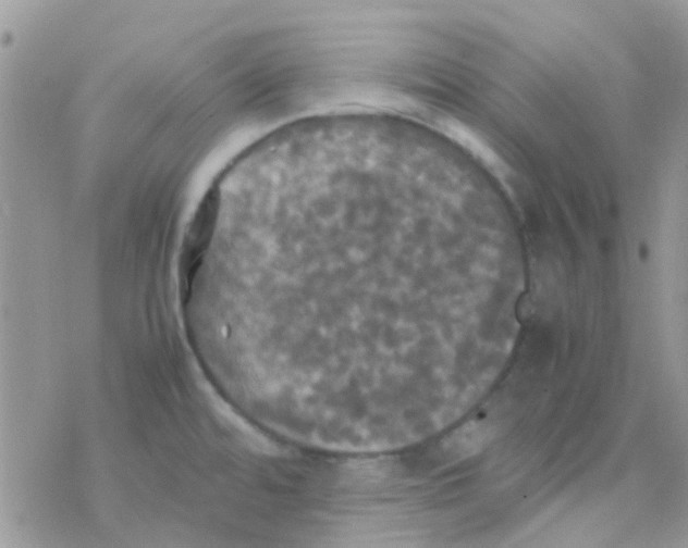 X0000077361480200611171911