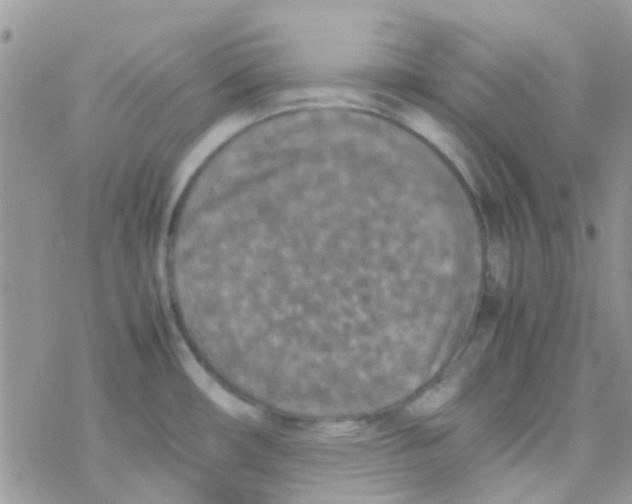 X0000077361482200611171911