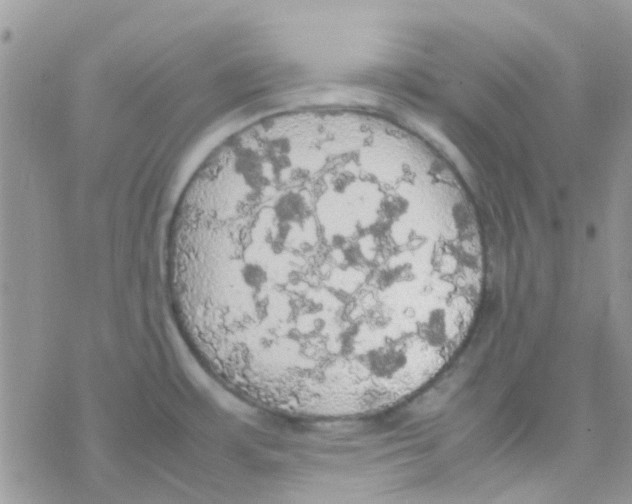 X0000077361483200611171911