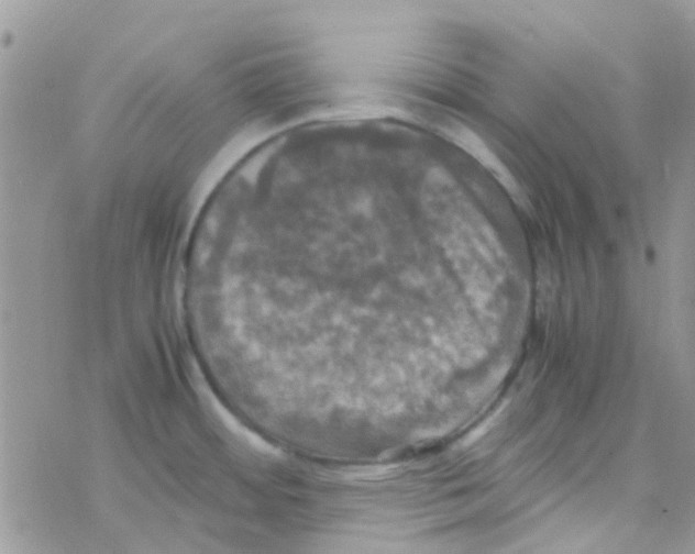 X0000077361484200611171911