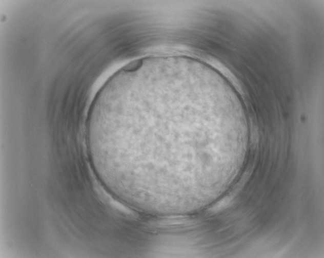 X0000077361486200611171910