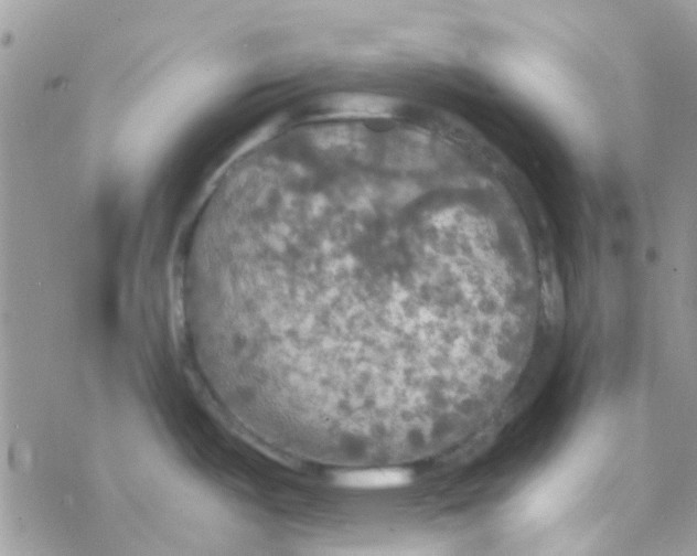 X0000077361487200611171910