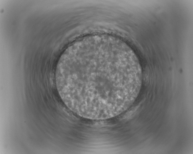 X0000077361490200611171910