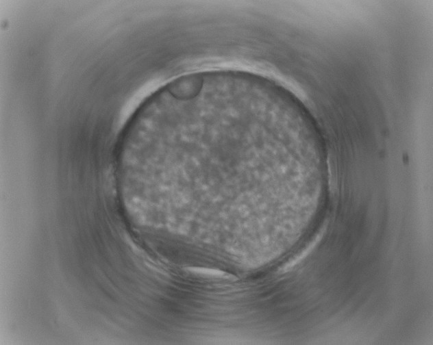 X0000077361501200611171910