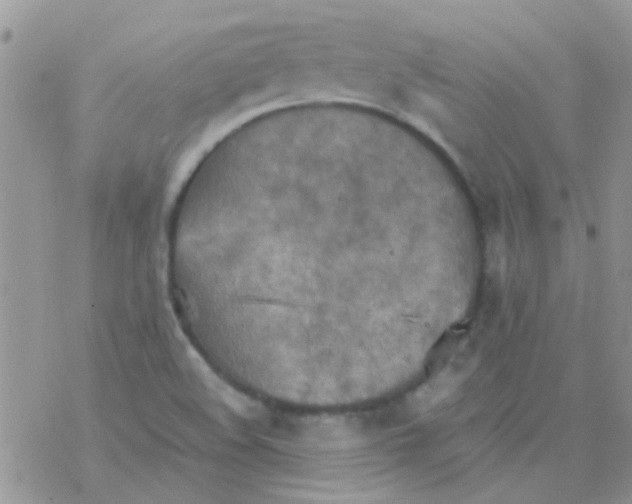 X0000077361508200611171910