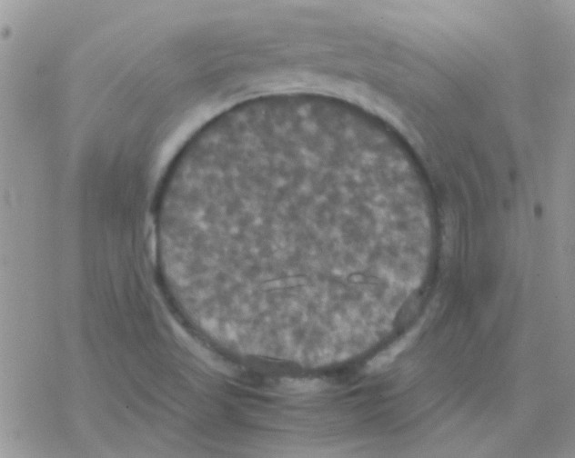 X0000077361509200611171910