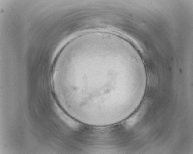 X0000077361514200611171910