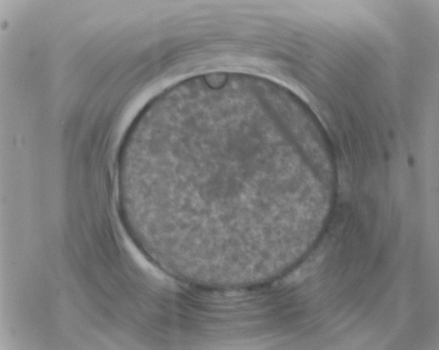 X0000077361515200611171910