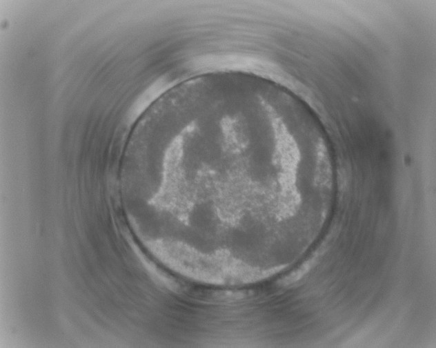 X0000077361521200611171910