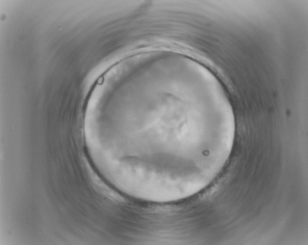 X0000077361522200611171910