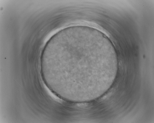 X0000077361523200611171910