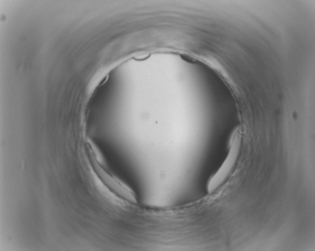 X0000077361524200611171910