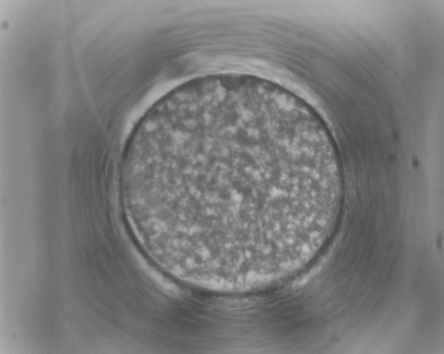 X0000077361525200611171910