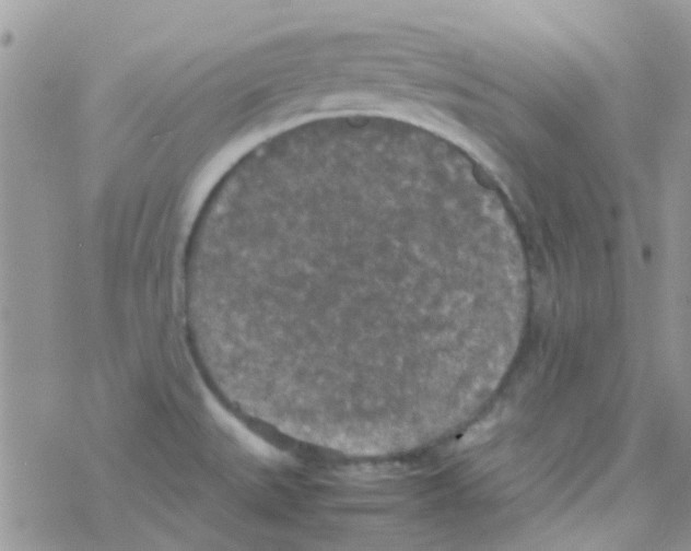 X0000077361527200611171910