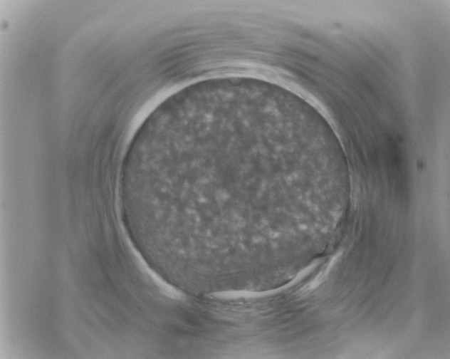 X0000077361533200611171910