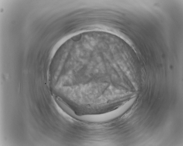 X0000077361535200611171910