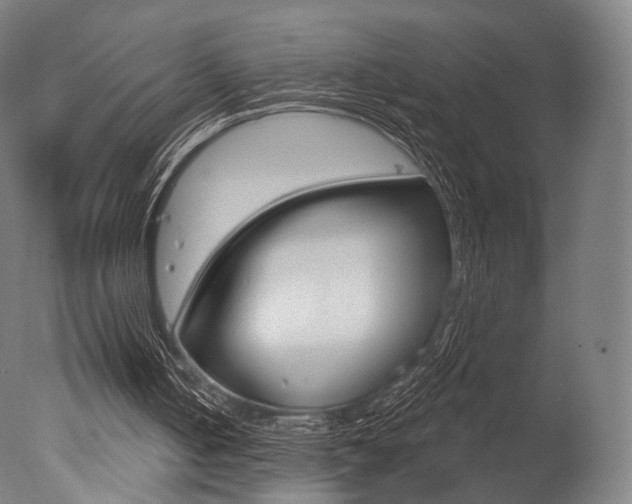 X0000077370050200610201025