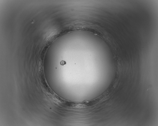 X0000077370463200610201019