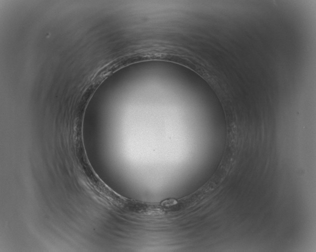 X0000077370600200610201016