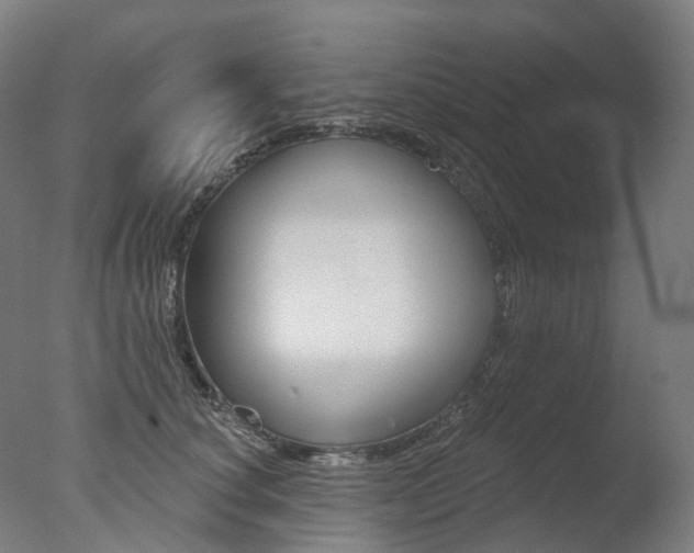 X0000077370660200610201015