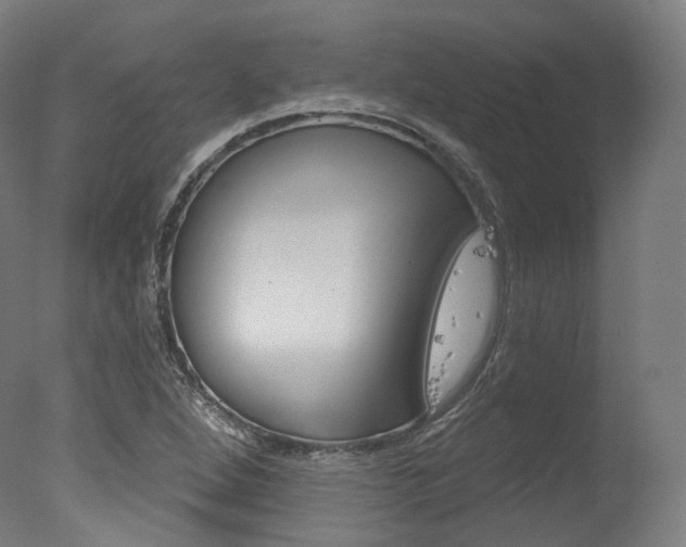 X0000077371264200610201005