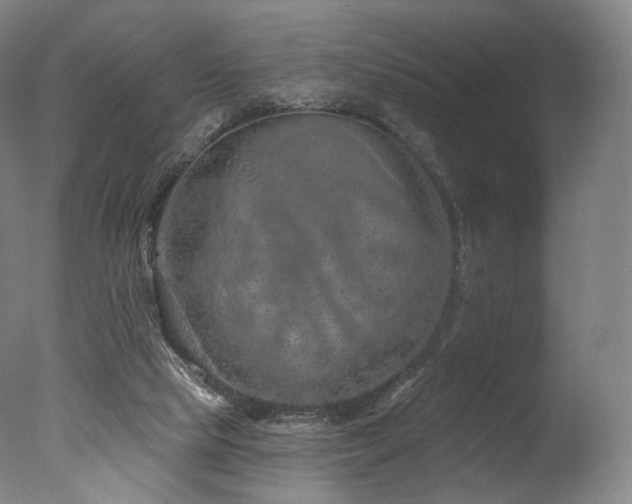 X0000077370065200610201402