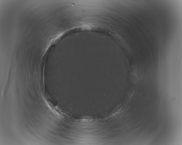 X0000077370496200610201352