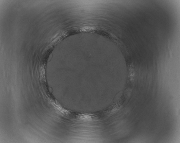 X0000077370523200610201352