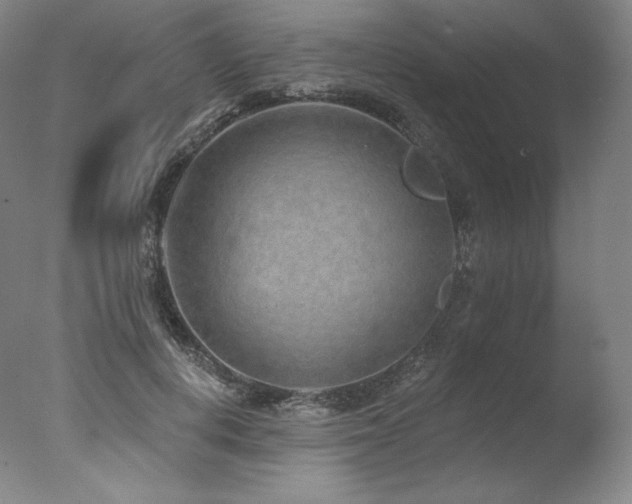 X0000077370648200610201350